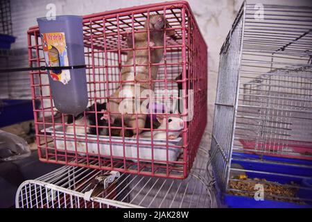 Lviv, Ucraina. 29th maggio 2022. Roditori salvati da volontari da Kharkiv, dove le truppe russe stanno bombardando quartieri residenziali e civili visti alla casa di animali di salvataggio a Lviv. Volontari sono riusciti ad evacuare diverse centinaia di roditori simili; (ratti, conigli, cavie, chinchillas, Degu), da Kharkiv a Lviv. Le truppe russe sono costantemente shelling quartieri residenziali a Kharkiv. Ora gli animali sono alloggiati in un rifugio - casa di animali salvati. Qui vengono forniti l'aiuto e la cura necessari. Credit: SOPA Images Limited/Alamy Live News Foto Stock