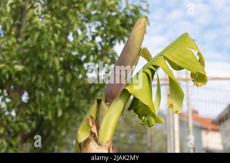 Primo piano di una pianta di banana con punta di fiore Foto Stock