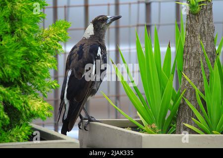 Primo piano - up di un Magpie australiano (Gymnorhina tibicen) a Sydney, nuovo Galles del Sud, Australia (Foto di Tara Chand Malhotra) Foto Stock