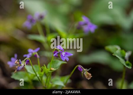 Viola reichenbachiana fiore che cresce nella foresta, primo piano sparare Foto Stock