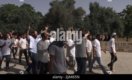 GERUSALEMME, ISRAELE - MAGGIO 29: I poliziotti israeliani scortano un gruppo di israeliani ultra-nazionalisti che visitano il Monte del Tempio conosciuto dai musulmani come Haram esh-Sharif (Santuario del Nobile) durante la festa israeliana 'Jerusalem Day' davanti al nazionalista ebraico 'flag march' nella città vecchia il 29 Maggio 2022 a Gerusalemme, Israele. La marcia della bandiera del giorno di Gerusalemme segna l'anniversario dell'unificazione della Città Vecchia e di Gerusalemme Est nel 1967. Foto Stock