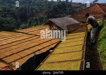 31 maggio 2022, Sumedang, Giava Occidentale, Indonesia: Un uomo dispone vassoi di essiccazione del tabacco nel Villaggio del tabacco, Sumedang, Indonesia. La maggior parte dei residenti in questo villaggio lavora come coltivatori di tabacco, una professione che hanno trasmesso di generazione in generazione. Quando visiteremo questo villaggio, vedremo distese di tabacco che asciugano sotto il sole che riempie le strade del villaggio, tetti e terrazze di case. Questo villaggio è in grado di soddisfare la domanda di mercato da tutte le province indonesiane, tra cui West Java, Bali e Sumatra. Alcuni prodotti vengono persino esportati all'estero, in luoghi come il Pakistan, la Malaysia e la Turchia. (Credi Foto Stock