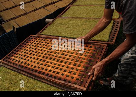 31 maggio 2022, Sumedang, Giava Occidentale, Indonesia: Un uomo dispone vassoi di essiccazione del tabacco nel Villaggio del tabacco, Sumedang, Indonesia. La maggior parte dei residenti in questo villaggio lavora come coltivatori di tabacco, una professione che hanno trasmesso di generazione in generazione. Quando visiteremo questo villaggio, vedremo distese di tabacco che asciugano sotto il sole che riempie le strade del villaggio, tetti e terrazze di case. Questo villaggio è in grado di soddisfare la domanda di mercato da tutte le province indonesiane, tra cui West Java, Bali e Sumatra. Alcuni prodotti vengono persino esportati all'estero, in luoghi come il Pakistan, la Malaysia e la Turchia. (Credi Foto Stock