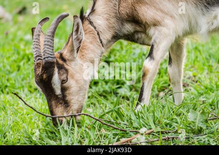 Ritratto di una capra giovane su un pascolo estivo. Foto Stock