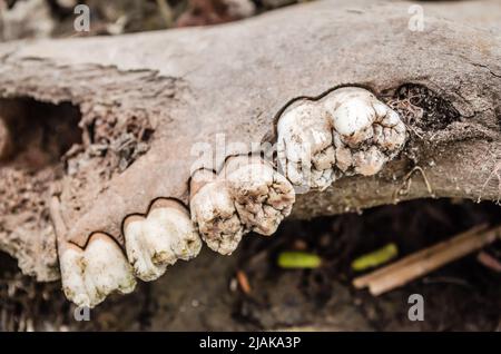 Jawbone essiccato di un animale sulla riva di una palude vicino al Danubio. Foto Stock