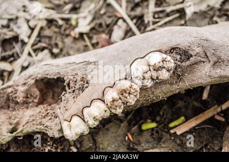 Jawbone essiccato di un animale sulla riva di una palude vicino al Danubio. Foto Stock