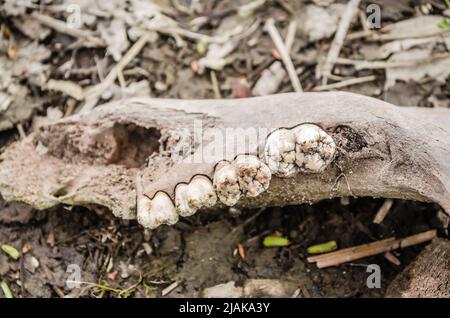 Jawbone essiccato di un animale sulla riva di una palude vicino al Danubio. Foto Stock