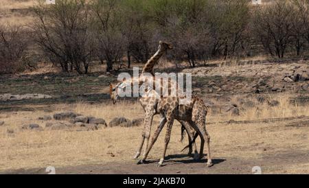 Questo dimostra un'intensa battaglia tra due giraffe. Pilanesberg, Sudafrica: DUE giraffe MASCHIO sono avvistate necking, un altro nome per la lotta iconica Foto Stock