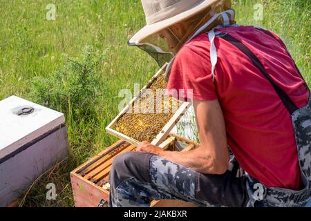 Apicoltore che ispeziona una cornice di alveare piena di api Foto Stock