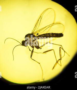 Volo preistorico conservato in ambra c5mm di fronte Foto Stock