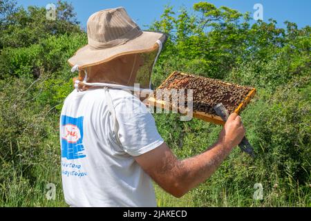 Apicoltore che controlla i telai dell'alveare Foto Stock