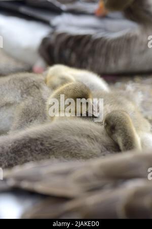 Famiglia grylag Goose (Anser anser) con dormienti. Sit on the path, St James's Park, London UK. Maggio Foto Stock