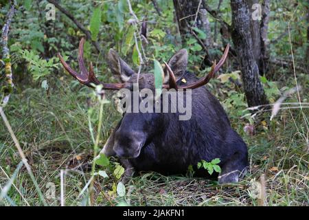 Alce maschio giacenti a terra durante la stagione di accoppiamento in Lituania Foto Stock