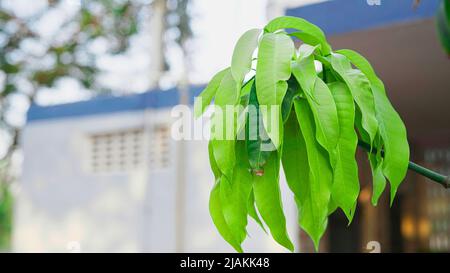 Foglie giovani di Polyalthia longifolia o l'Ashoka originaria dell'India un albero sempreverde. È un albero importante nelle tradizioni culturali del Foto Stock