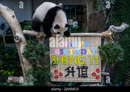 Kuala Lumpur, Malesia. 31st maggio 2022. Il gigante cucciolo di panda Sheng Yi è visto in un recinto durante le sue celebrazioni di compleanno allo Zoo Nazionale. Sheng Yi è il terzo cucciolo panda gigante allevato localmente della coppia panda gigante Xing Xing e Liang Liang dalla Cina, nato nel maggio dello scorso anno. (Foto di Wong Fok Loy/SOPA Images/Sipa USA) Credit: Sipa USA/Alamy Live News Foto Stock