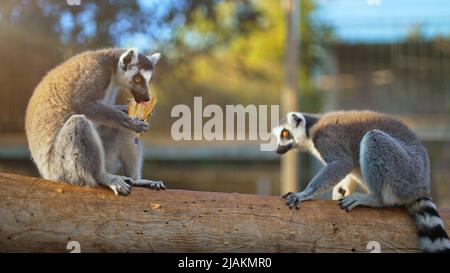 Lemuri che mangiano banana nel parco nazionale. Lemuroidea. Foto Stock