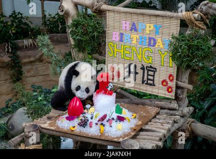 Kuala Lumpur, Malesia. 31st maggio 2022. Il gigante cucciolo di panda Sheng Yi è visto in un recinto durante le sue celebrazioni di compleanno allo Zoo Nazionale. Sheng Yi è il terzo cucciolo panda gigante allevato localmente della coppia panda gigante Xing Xing e Liang Liang dalla Cina, nato nel maggio dello scorso anno. Credit: SOPA Images Limited/Alamy Live News Foto Stock