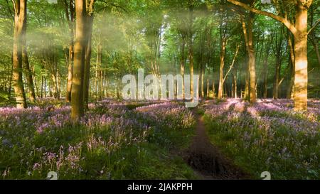 Foresta di Bluebell all'alba con nebbia in Hampshire Inghilterra in primavera. Paesaggio naturale boscoso con alberi e fiori selvatici Foto Stock