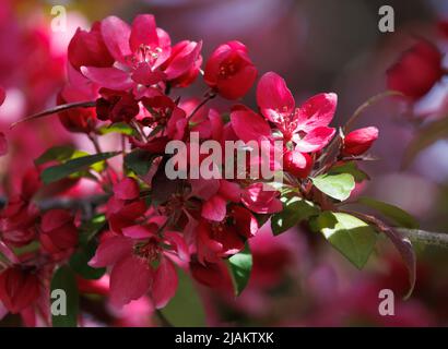 primo piano di un albero di granchio di profusione fiorisce in piena fioritura, con un raggio di sole che colpisce il bordo di un petalo. Il nome scientifico di questo Flo rosso-violetto Foto Stock