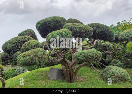 foto di pino rosso, albero giapponese in giornata nuvolosa Foto Stock