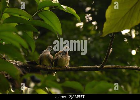 Una coppia di colomba Zebra poggiata su un ramo. Surakarta, Indonesia. Foto Stock