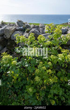 Emergente Smyrnium olusatrum, Alexanders, accanto al muro di pietra che domina il mare nel Devon Sud Foto Stock