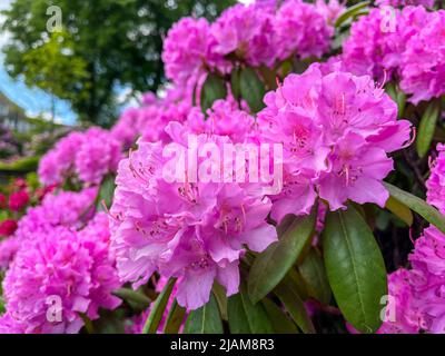 Grandi fiori rosa Rhodendron nel Parco pubblico NORDPARK a Wuppertal, Germania in primavera in una giornata di sole Foto Stock