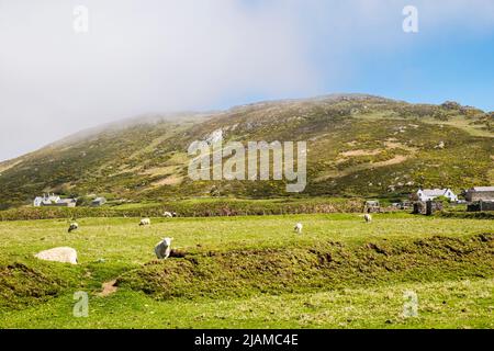 Pecore in campo sotto Mynedd Enlli in campagna su Ynys Enlli o Bardsey Island, Llyn Peninsula, Gwynedd, Galles settentrionale, Regno Unito, Regno Unito Foto Stock