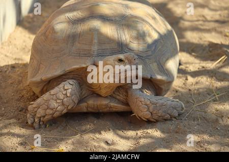 Primo piano di una tartaruga che guarda intorno Foto Stock