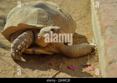 Primo piano di una tartaruga che guarda intorno Foto Stock