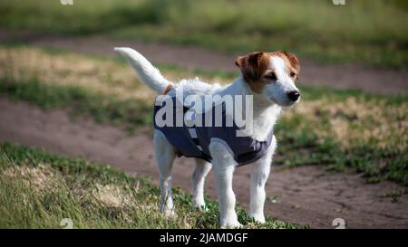 Jack Russell Terrier in coperta post-operatoria dopo la sterilizzazione femminile. Isterectomia del cane. Cane dopo un intervento chirurgico a piedi in natura Foto Stock