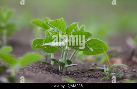 Germoglio di soia germogliante nel suolo Foto Stock