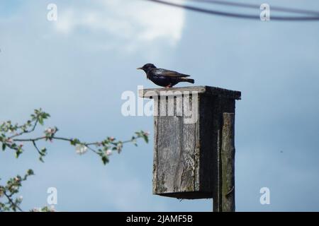 Starling sul crossbar di una birdhouse. Foto Stock