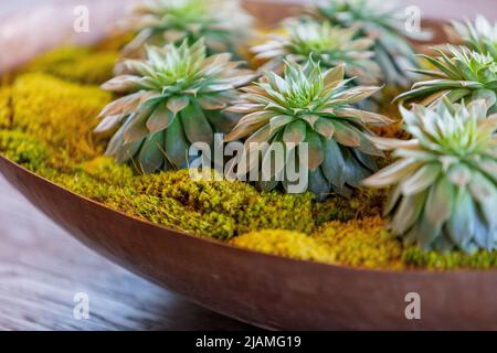 piante succulente in una ciotola Foto Stock