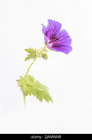 Johnson's Blue Geranium con illuminazione hi-key, Leicester, Inghilterra Regno Unito. Foto Stock