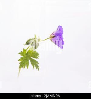 Johnson's Blue Geranium con illuminazione hi-key, Leicester, Inghilterra Regno Unito. Foto Stock