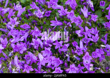 Campanula portenschlagiana, Viola parete Bellflowers a fine maggio, Inghilterra Foto Stock