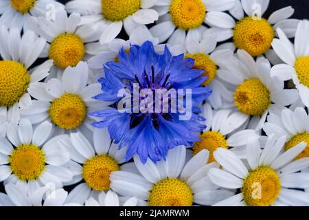 margherite delicate e cornflower, luogo per testo, spazio di copia Foto Stock