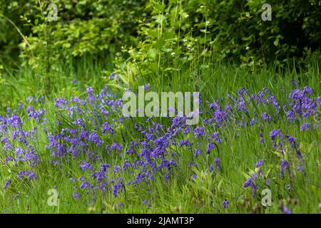 Bluebells inglesi che crescono accanto ad una siepe in Baildon, Yorkshire, Inghilterra. Foto Stock