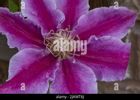 Clematis Kilian Donahue fiore primo piano. Foto Stock