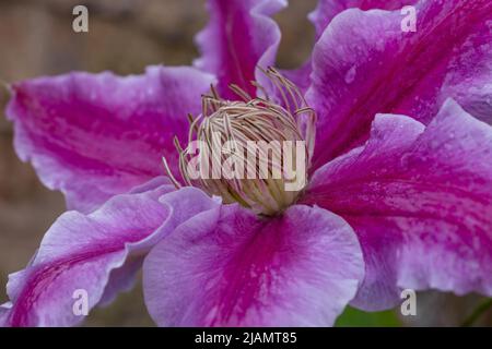 Clematis Kilian Donahue fiore primo piano. Foto Stock