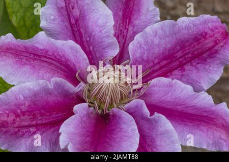 Clematis Kilian Donahue fiore primo piano. Foto Stock