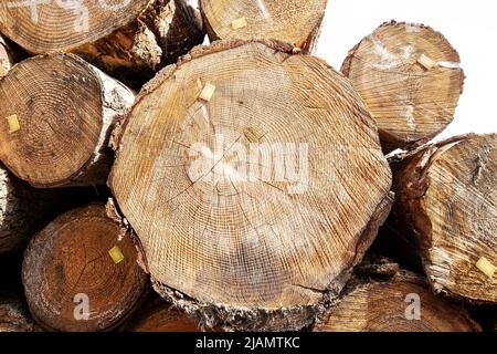 Sezione tronco di un abete Douglas di 70 anni, Pseudotsuga menziesii, con anelli di crescita chiaramente visibili e colore tipico di questa specie di legno Foto Stock