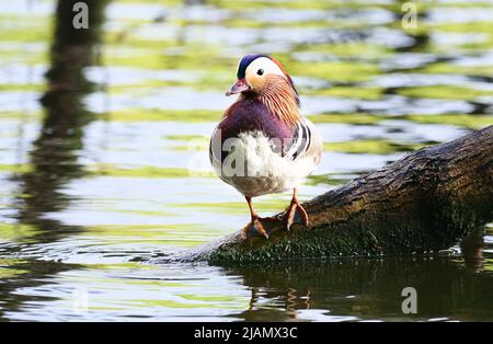 28 maggio 2021, Brandeburgo, Kleinmachnow: 28.05.2021, Kleinmachnow. Un'anatra mandarina maschile (Aix galericulata) si trova su un tronco d'albero nell'acqua a Machnower See. Foto: Wolfram Steinberg/dpa Foto: Wolfram Steinberg/dpa Foto Stock