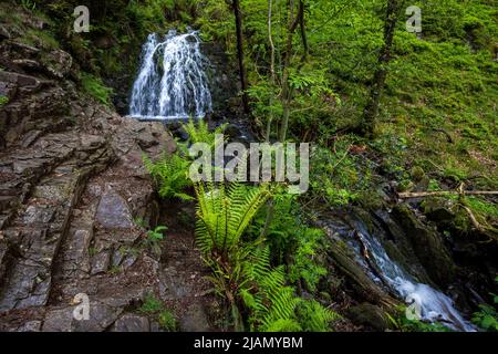 Le cascate di Tom Gill sotto Tarn Hows, Lake District, Inghilterra Foto Stock