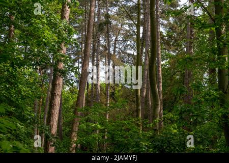 Norfolk Broads How Hill Secret Garden Norfolk England May 2022 la foresta piantata che conduce al Giardino Segreto. Come Hill Secret Garden a How Foto Stock