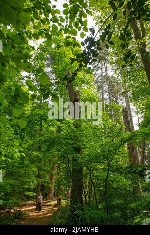 Norfolk Broads How Hill Secret Garden Norfolk England May 2022 la foresta piantata che conduce al Giardino Segreto. Come Hill Secret Garden a How Foto Stock