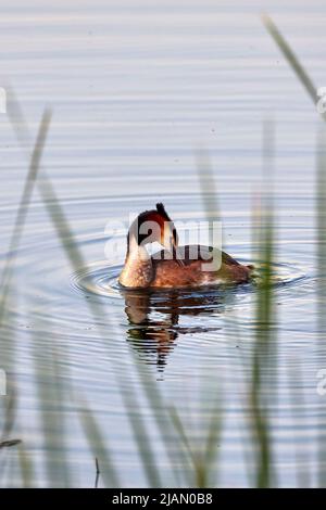 (Podiceps cristatus) appartiene alla famiglia Podicipedidae. Abita nelle zone umide in Europa e in Asia, ed è spesso presente nei laghi e nelle paludi dell'i Foto Stock