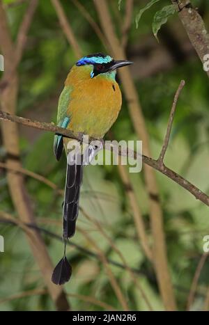 Motmot (Momotus lessonii) adulto arroccato sul ramo Monteverde, Costa Rica Marzo Foto Stock