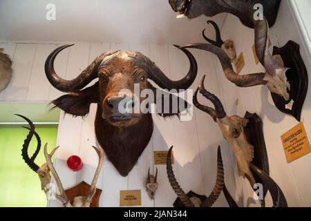 Trofei di caccia, Castello di Dunrobin, Golspie, Sutherland, Scozia Foto Stock